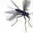 Mosquitorose